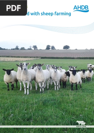 Get started with sheep farming