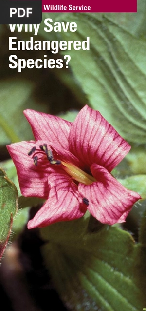 Why Save Endangered Species?