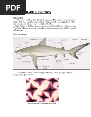 Shark Dissection