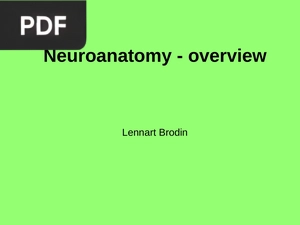 Neuroanatomy Overview (Presentation)
