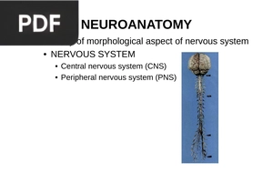 Neuroanatomy (Presentation)