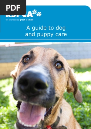 A guide to dog and puppy care