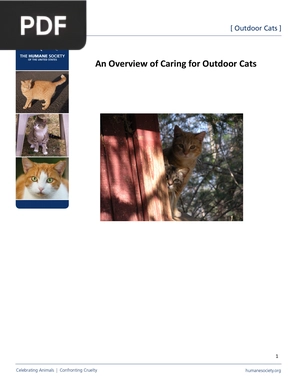 An Overview of Caring for Outdoor Cats