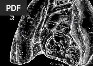 Blackbook - Approaches to Medical Presentations