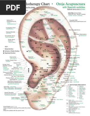Chinese Auriculotherapy Chart