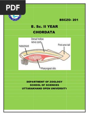 Chordata
