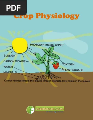 Crop Physiology