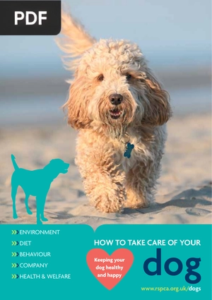 How to Take Care of your Dog