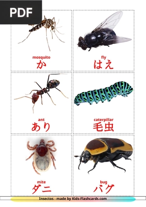 Insect Flashcards