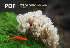 Mushrooms of Ohio Field Guide