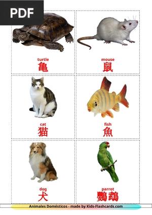 Pet Cards - Flascards