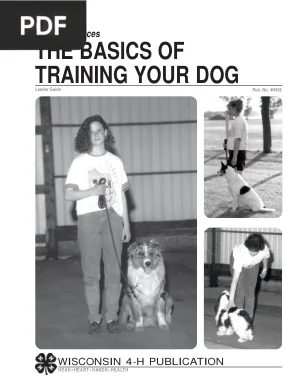 The Basics of Training Your Dog